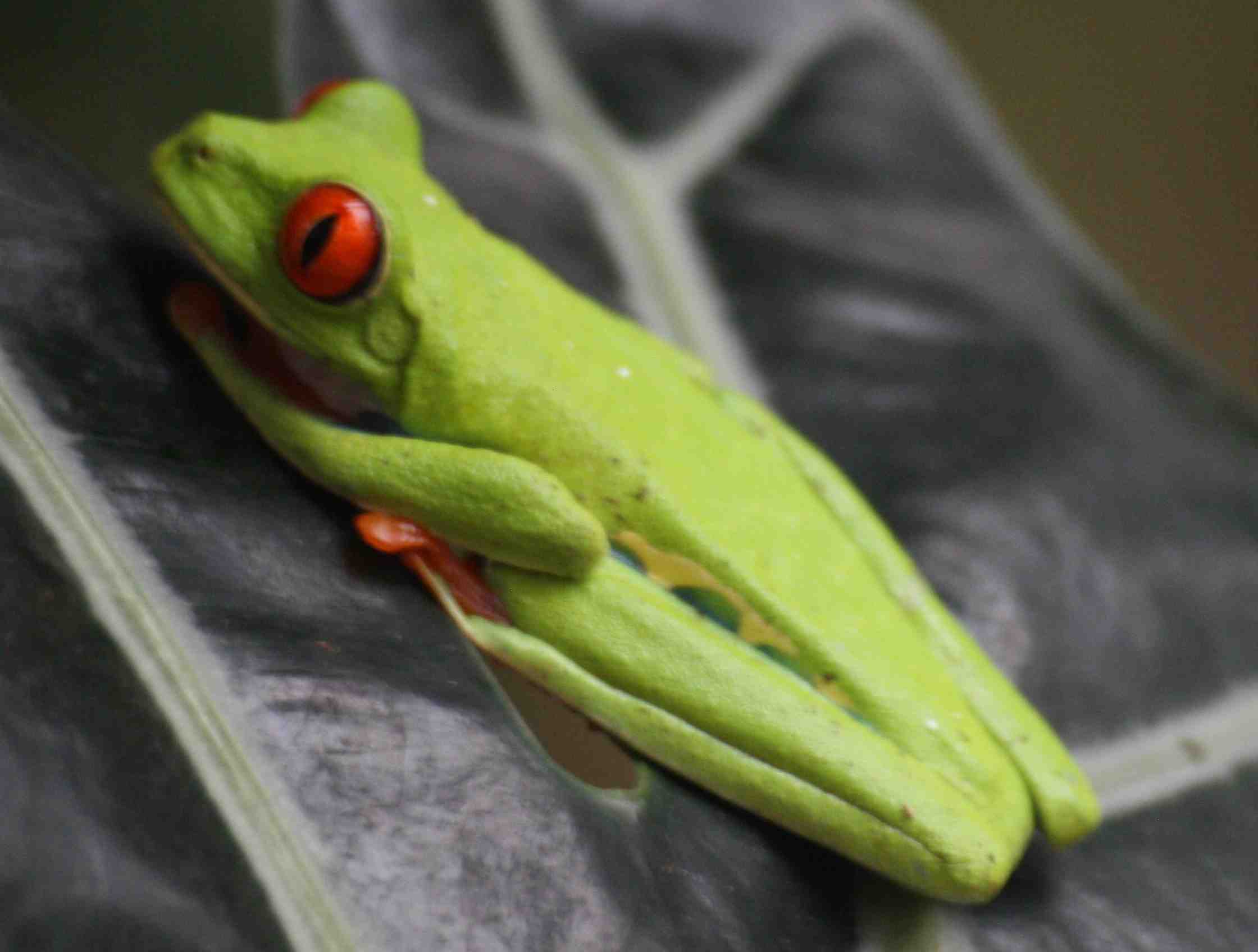 Ranita verde